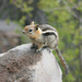 Golden mantled ground squirrel