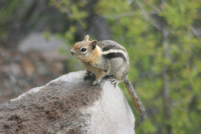 Golden mantled ground squirrel