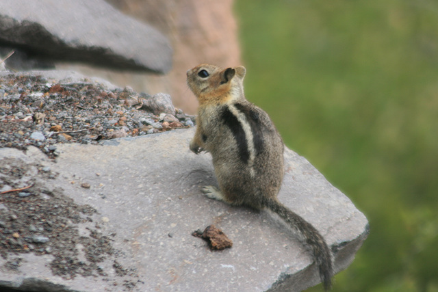 Golden mantled ground squirrel