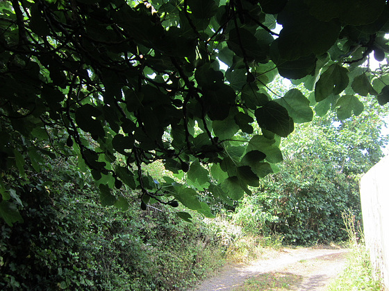 The fig tree is heavy with fruit