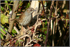 Dunnock