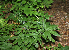 Cardamine heptaphylla - Dentaire pennée (2)