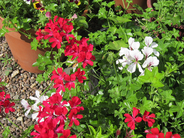 Geraniums