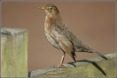 Mrs Blackbird