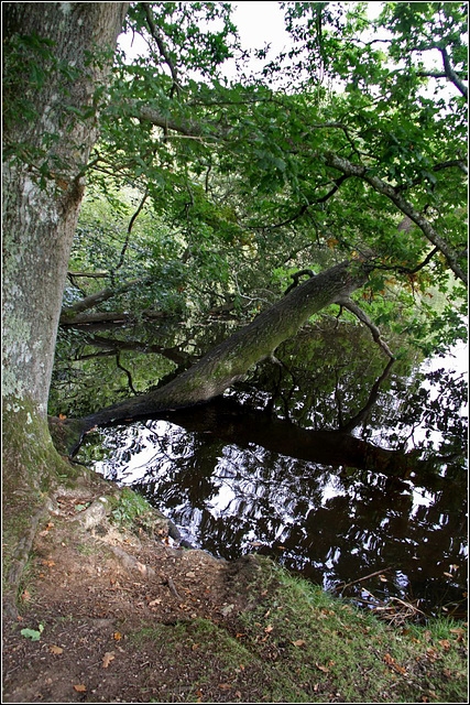 Pond dipping