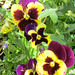 Little pansies