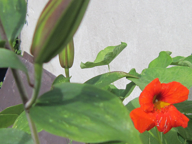 Nasturtium and lilies about to bloom