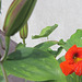 Nasturtium and lilies about to bloom