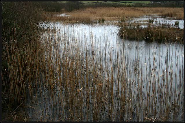 Frozen Pond