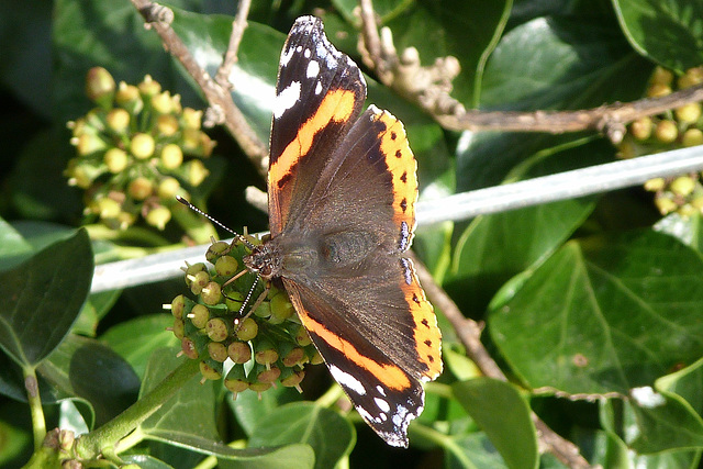 Vanessa Atalanta