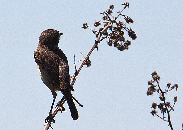 20120513 9675RAw [E] Herguijuela