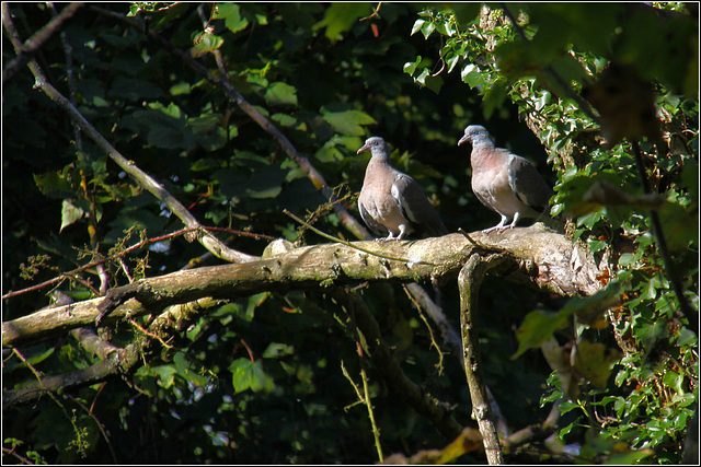 Pigeon post