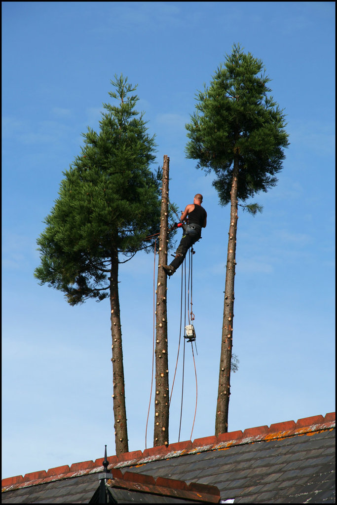 tree fella