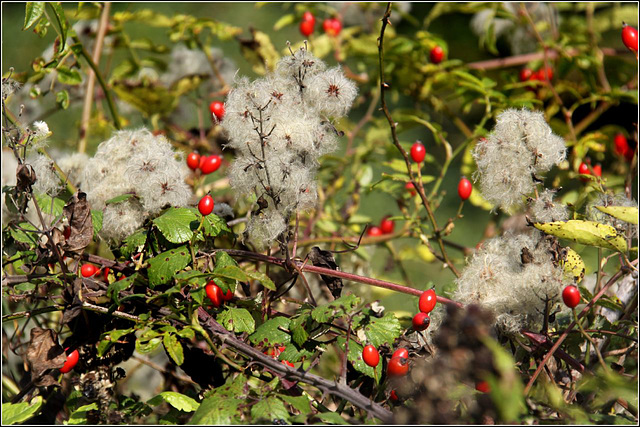 Beard and Berries