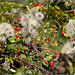 Beard and Berries