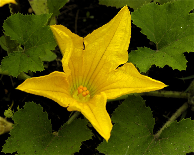 Squash Blossom 00