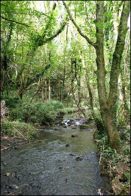 woodland stream