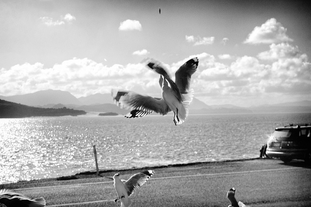 Scrapping Gulls