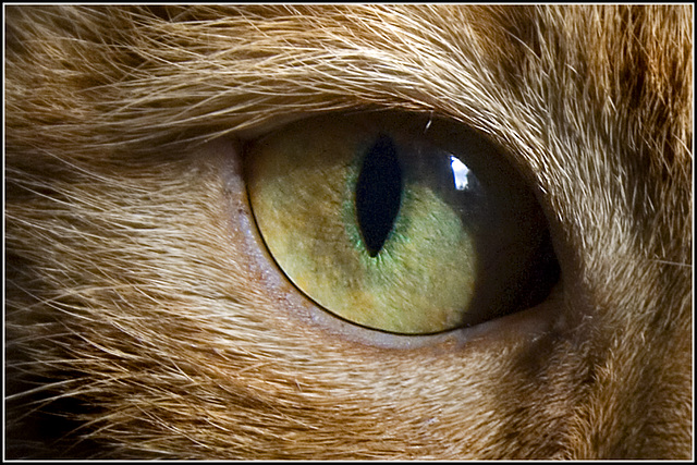 cats eye