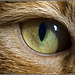 cats eye