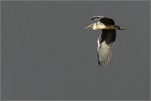 Heron in flight