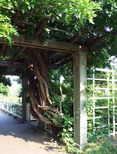 A Tree and a Trellis in the Rose Garden in the Brooklyn Botanic Garden, July 2008