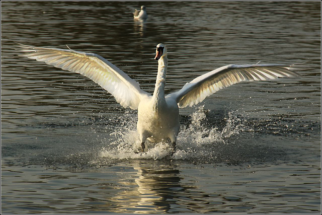 Splashdown