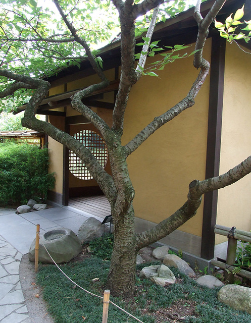 A Tree inside the Japanese Garden in the Brooklyn Botanic Garden, July 2008