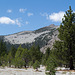 Mono Craters pine forest (0316)