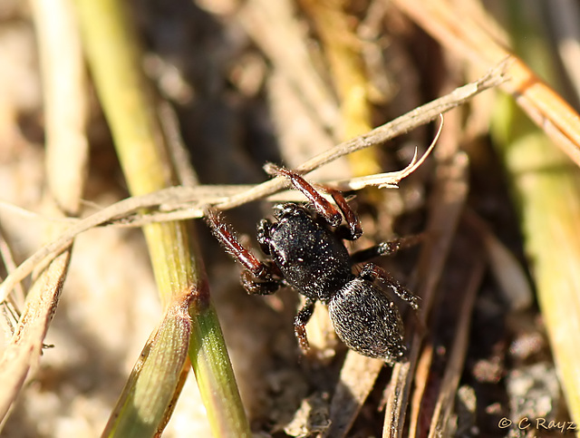 Tiny Jumper