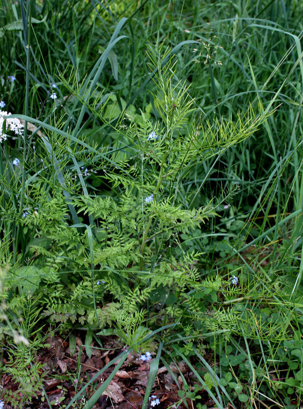 Cardamine impatiens-002