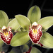 Cymbidium Green Glades 'Reba'