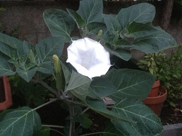 Datura  ..un soir