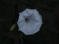 Fleur de Datura