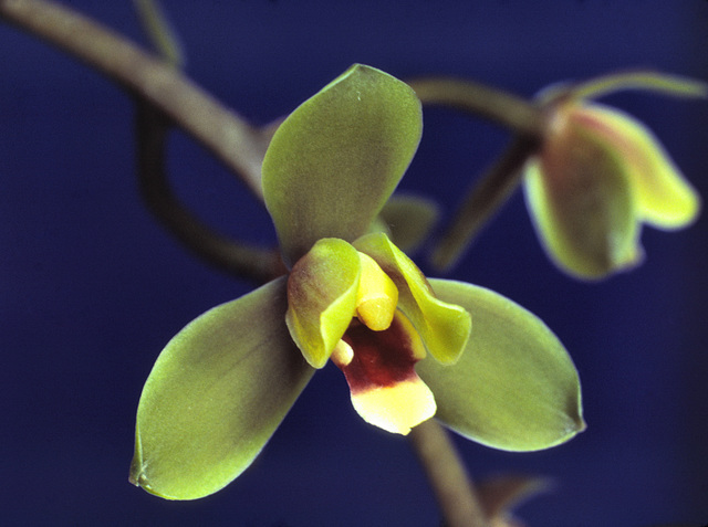 Cymbidium madidum