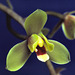 Cymbidium madidum