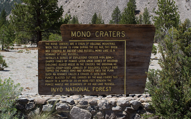 Mono Craters pine forest (0331)