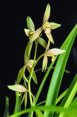 Cymbidium ensifolium v. rubrigenmum