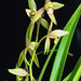 Cymbidium ensifolium v. rubrigenmum