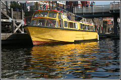 A yellow Cygnet