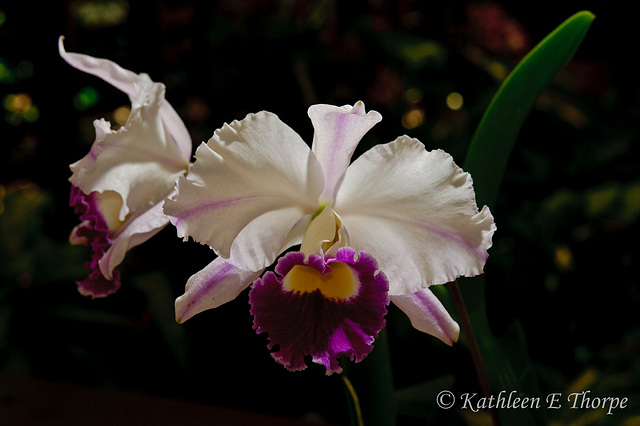 Phaelanopsis Macro 052213