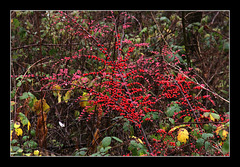 Berries in the undergrowth