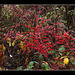 Berries in the undergrowth