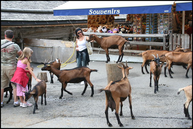 goat village