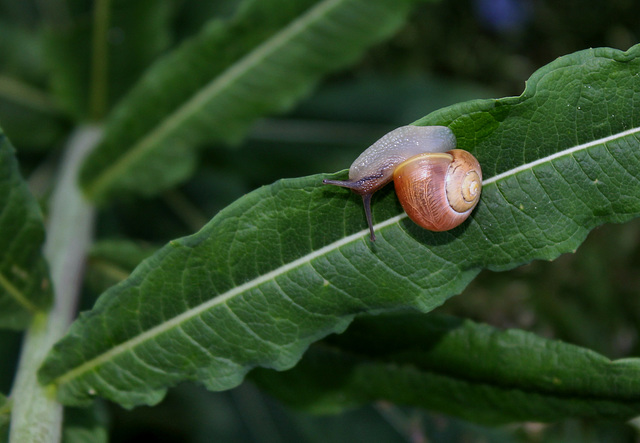 Escargot des bois - Cepaea nemoralis