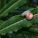 Escargot des bois - Cepaea nemoralis