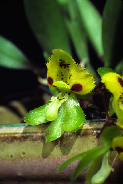 Chytroglossa aurata