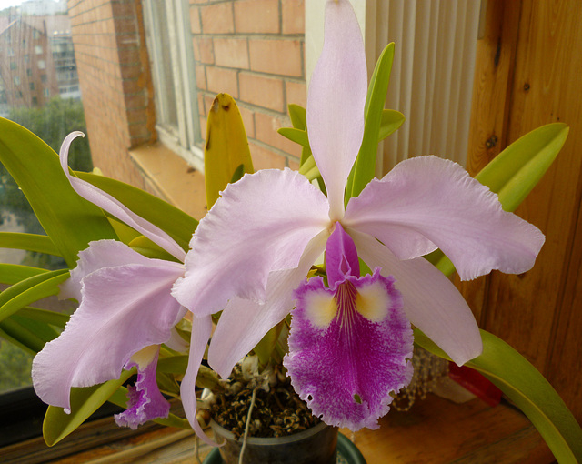 Cattleya warscewiczii