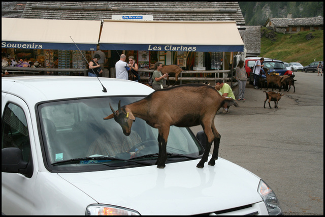 stunt goat