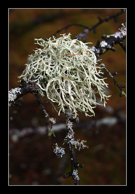 Lichen detail